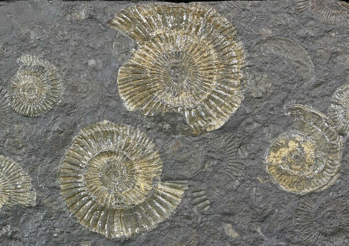 Dactylioceras Ammonite Cluster - Posidonia Shale #52905
